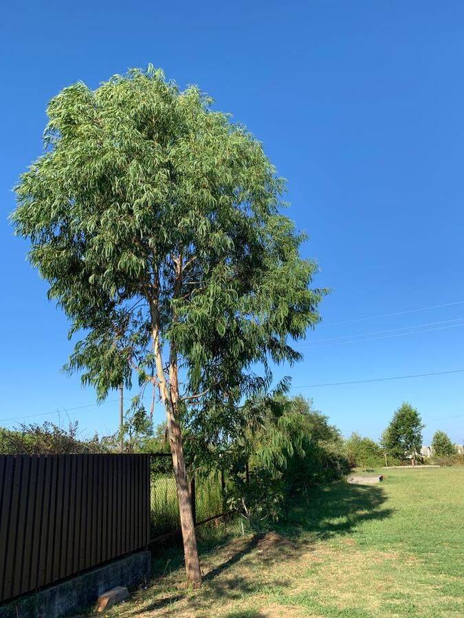 Фото Гостевого дома Отель Лдзаа Пицунда 41